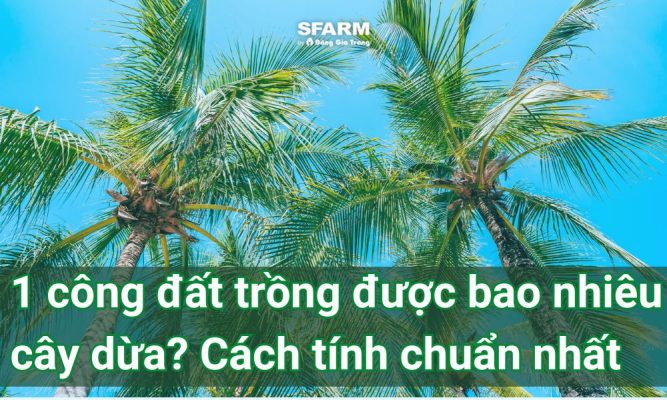 1 cong dat trong duoc bao nhieu cay dua thumb