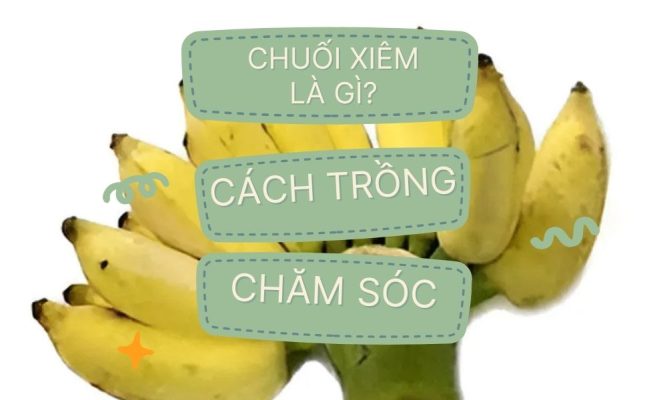 Chuối xiêm là chuối gì? Kỹ thuật trồng và chăm sóc chi tiết