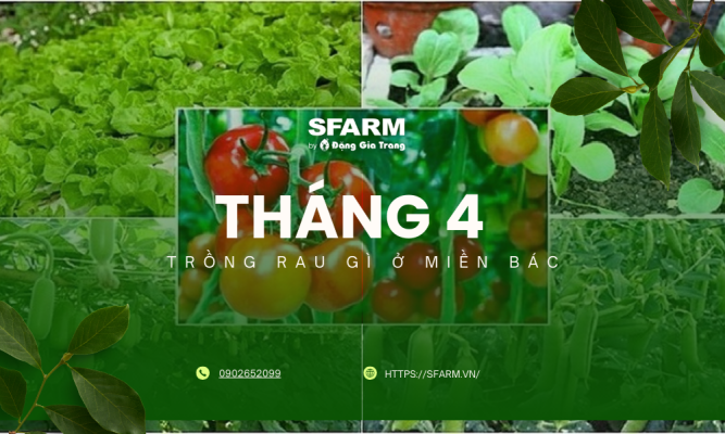Tháng 4 trồng rau gì ở miền Bắc? Gợi ý các loại rau phù hợp theo mùa