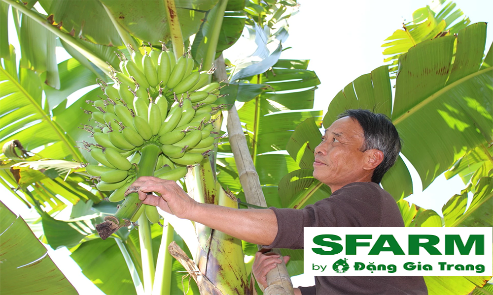 Mật độ và khoảng cách trồng