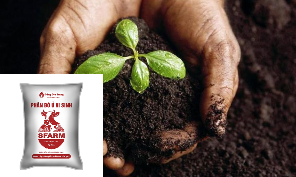 Vì sao cần xử lý phân bò trước khi bón cho cây?