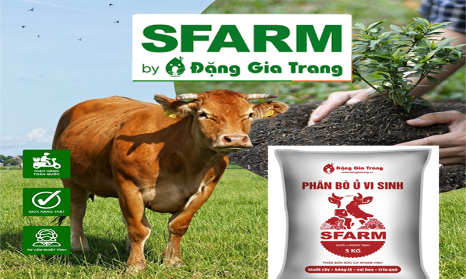 Cách xử lý phân bò tươi và khô bón cây hiệu quả, nhanh hoai mục