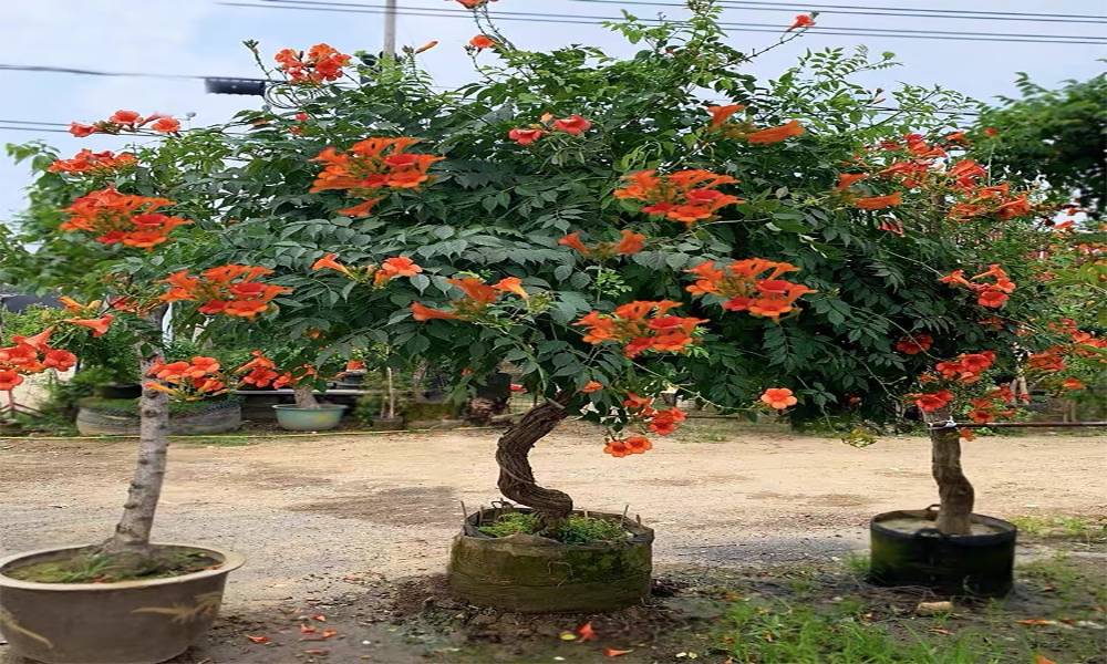 Đặc điểm hình thái và sinh trưởng