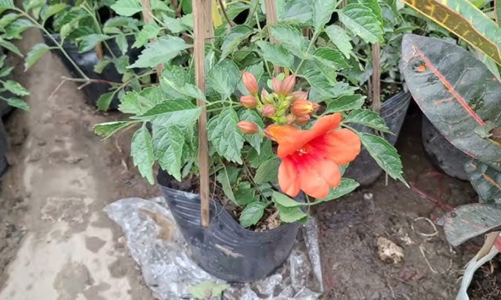 Kỹ thuật chăm sóc hoa đăng tiêu