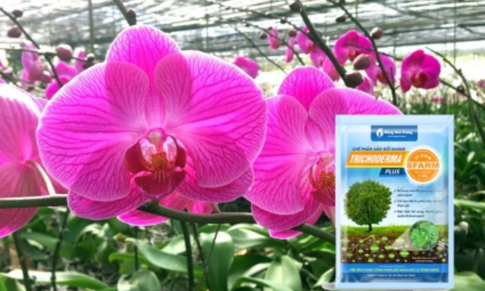Cơ chế hoạt động đặc biệt của Trichoderma với phong lan