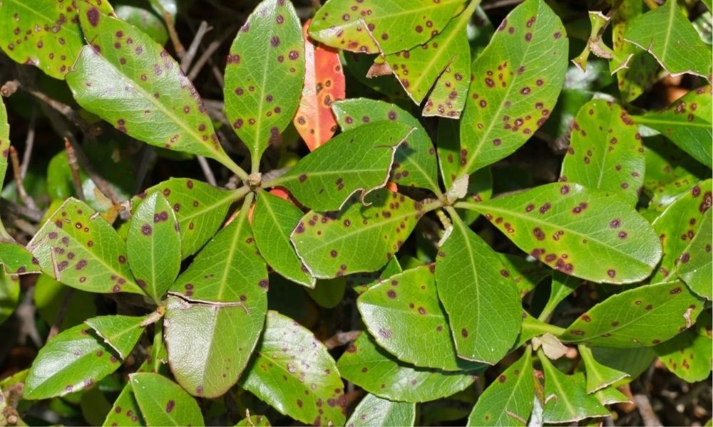 Bệnh thán thư trên cây hồ tiêu