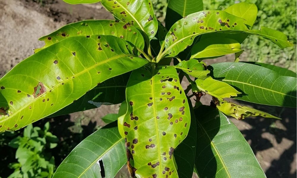 Bệnh thán thư trên cây hồ tiêu