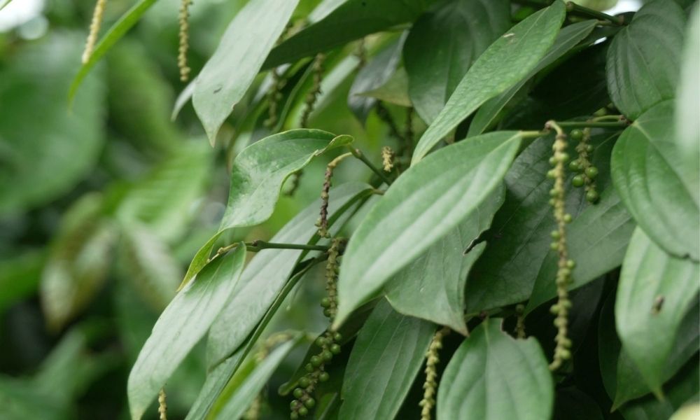 Bệnh thán thư trên cây hồ tiêu