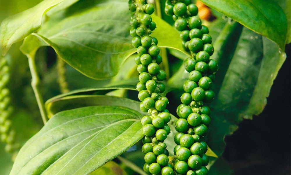 Bệnh thán thư trên cây hồ tiêu