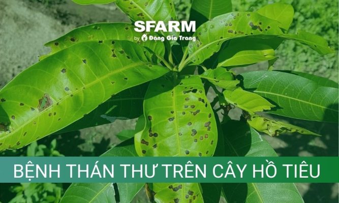 benh than thu tren cay ho tieu nguyen nhan va cach phong tri thumb