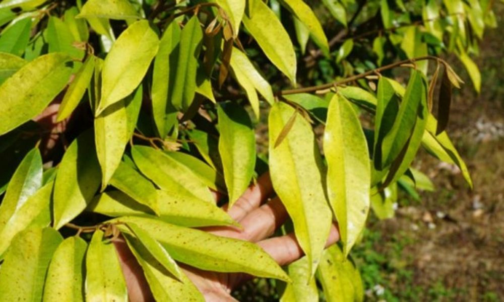 Bệnh thối rễ vàng lá ở cây sầu riêng Bệnh thối rễ vàng lá ở cây sầu riêng