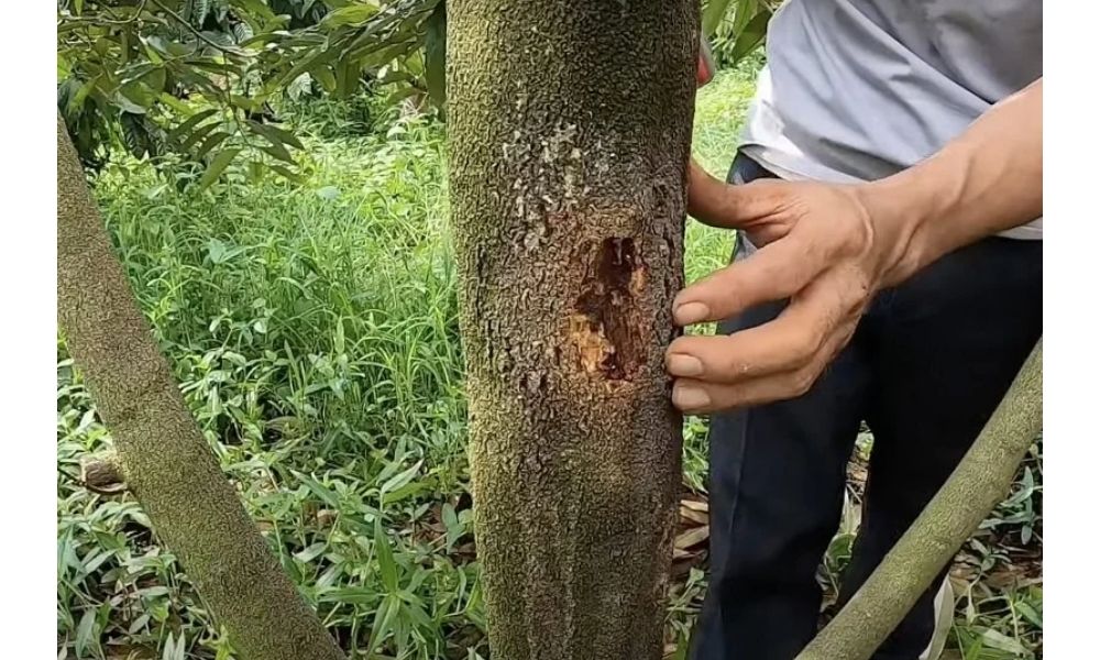 Xì mủ, chảy nhựa ở cây sầu riêng Xì mủ, chảy nhựa ở cây sầu riêng