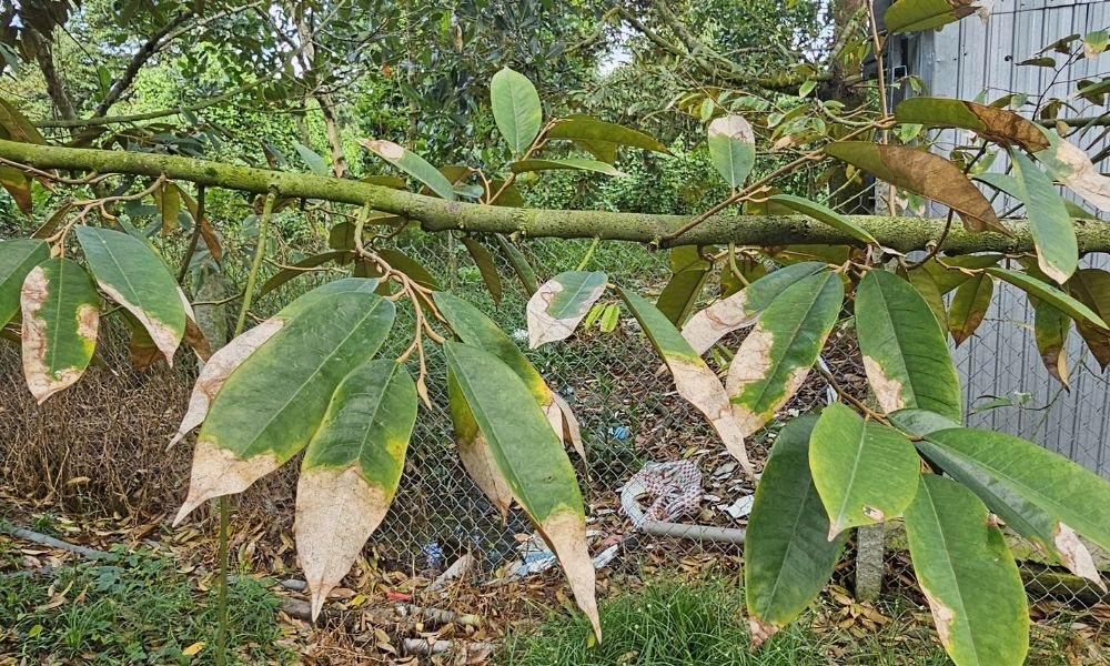 Bệnh cháy lá trên cây sầu riêng Bệnh cháy lá trên cây sầu riêng