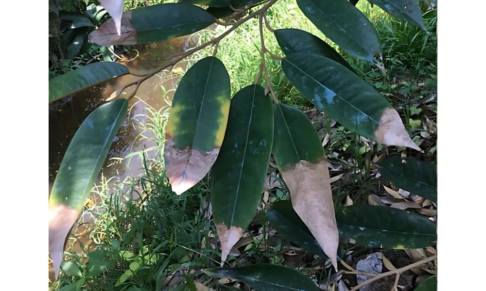 Bệnh thán thư trên cây sầu riêng Bệnh thán thư trên cây sầu riêng