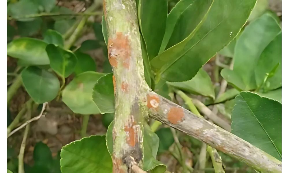 Bệnh nấm hồng trên cây sầu riêng Bệnh nấm hồng trên cây sầu riêng