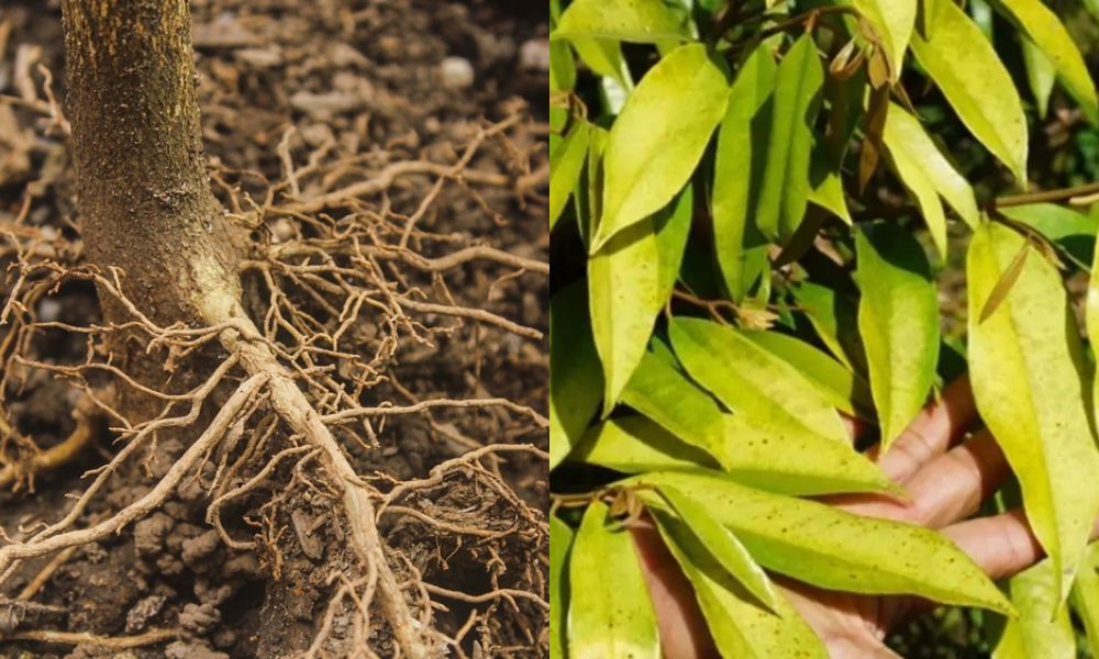 Bệnh trên cây sầu riêng con thường gặp Bệnh trên cây sầu riêng con thường gặp