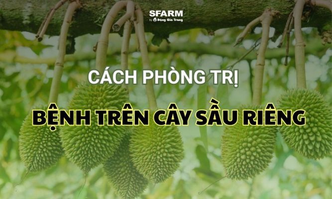 bệnh trên cây sầu riêng