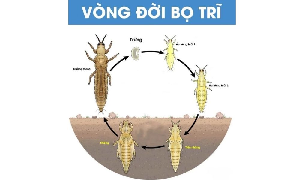 Chu kỳ sinh học của bọ trĩ hại sầu riêng Chu kỳ sinh học của bọ trĩ hại sầu riêng