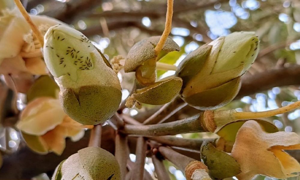 Bọ trĩ hại hoa sầu riêng làm giảm tỷ lệ thụ phấn và đậu trái Bọ trĩ hại hoa sầu riêng làm giảm tỷ lệ thụ phấn và đậu trái