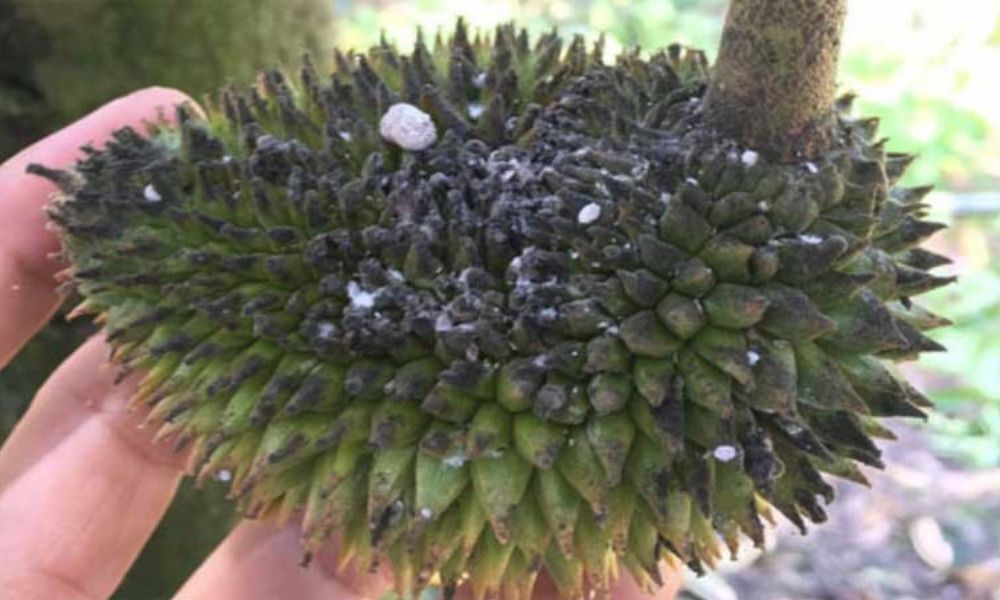 Bọ trĩ gây méo mó, sần sùi, nứt nẻ quả sầu riêng non Bọ trĩ gây méo mó, sần sùi, nứt nẻ quả sầu riêng non