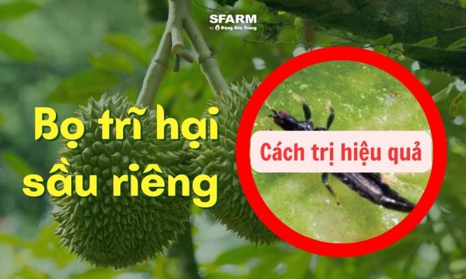 bọ trĩ hại sầu riêng