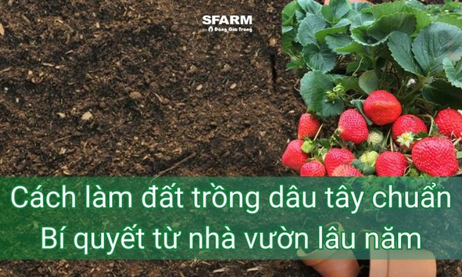 cach lam dat trong dau tay chuan bi quyet tu nha vuon lau nam thumb