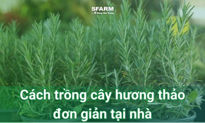 Cách trồng cây hương thảo đơn giản tại nhà, ai cũng làm được