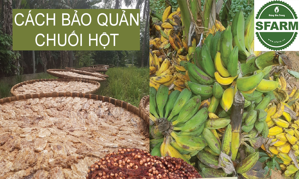 Thu hoạch và bảo quản chuối hột