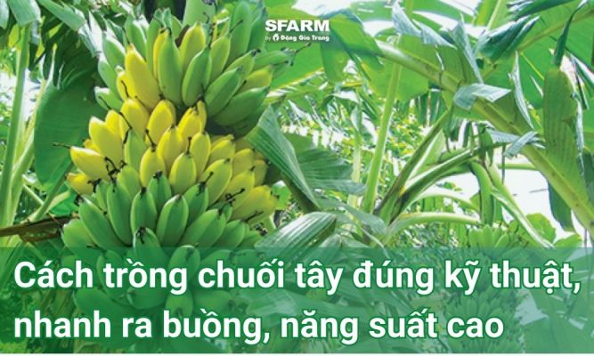 Cách trồng chuối tây đúng kỹ thuật, nhanh ra buồng, năng suất cao