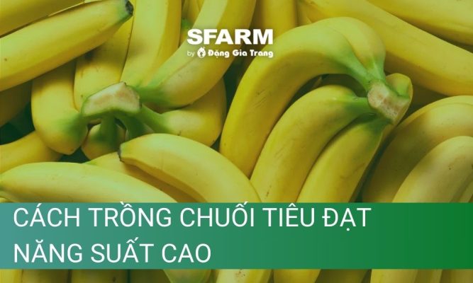 cach trong chuoi tieu dat nang suat cao thumb