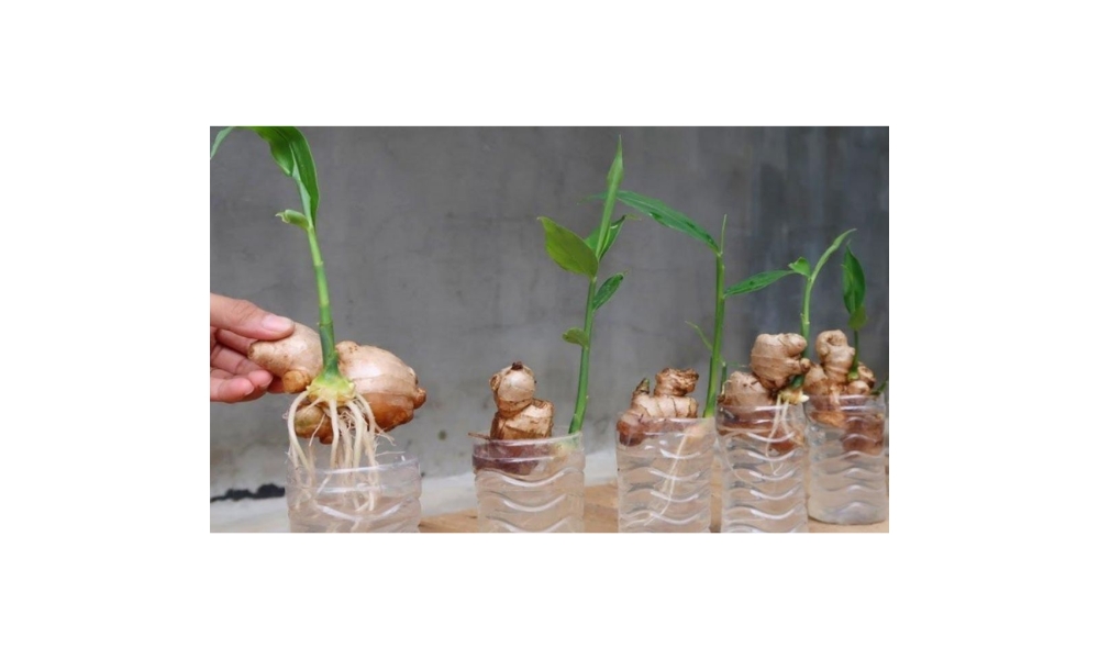 Lợi ích của việc trồng gừng không cần đất