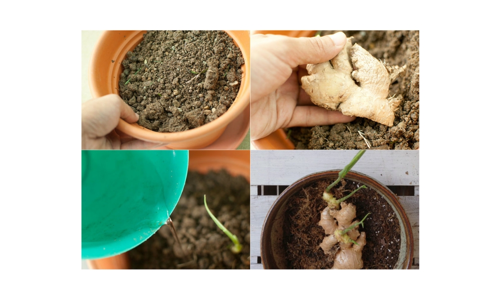 Cách trồng gừng không cần đất sử dụng các loại giá thể