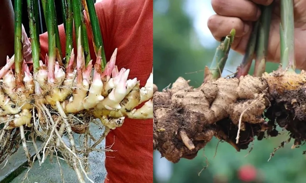 Thu hoạch gừng sau khi thực hiện cách trồng gừng không cần đất