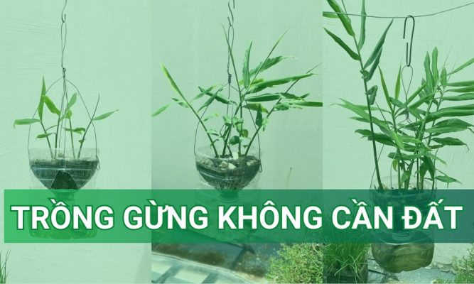 cách trồng gừng không cần đất