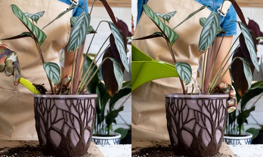 Trồng cây chuối hoàng yến và giúp cây thích nghi với môi trường mới Trồng cây chuối hoàng yến và giúp cây thích nghi với môi trường mới