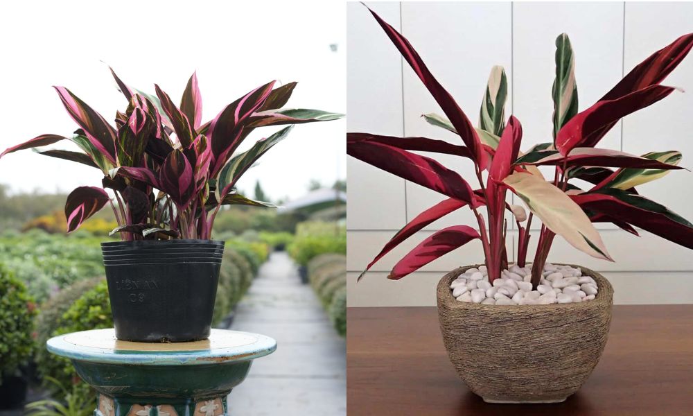 Tránh đặt cây chuối hoàng yến dưới máy lạnh hoặc nơi có gió lùa mạnh trong nhà Tránh đặt cây chuối hoàng yến dưới máy lạnh hoặc nơi có gió lùa mạnh trong nhà