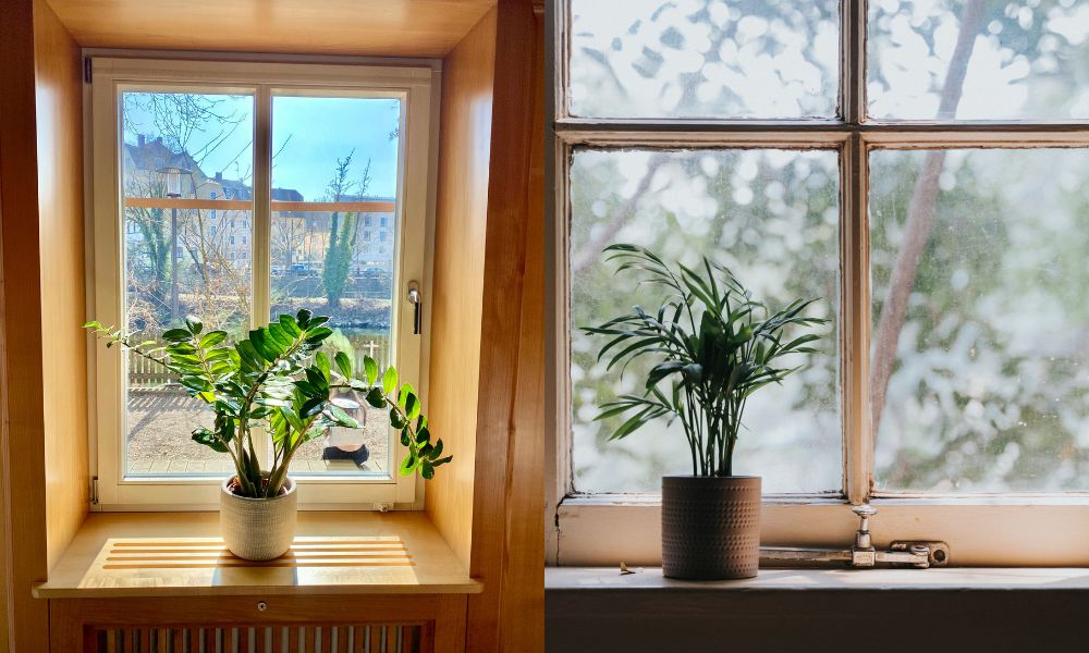 Mẹo trồng cây chuối hoàng yến trong nhà: đặt gần cửa sổ để có ánh sáng khuếch tán Mẹo trồng cây chuối hoàng yến trong nhà: đặt gần cửa sổ để có ánh sáng khuếch tán