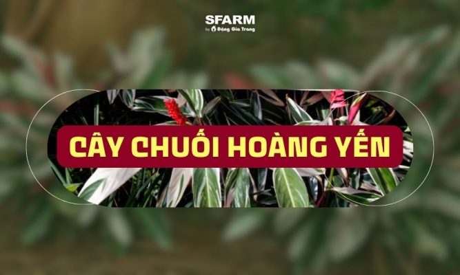 cây chuối hoàng yến