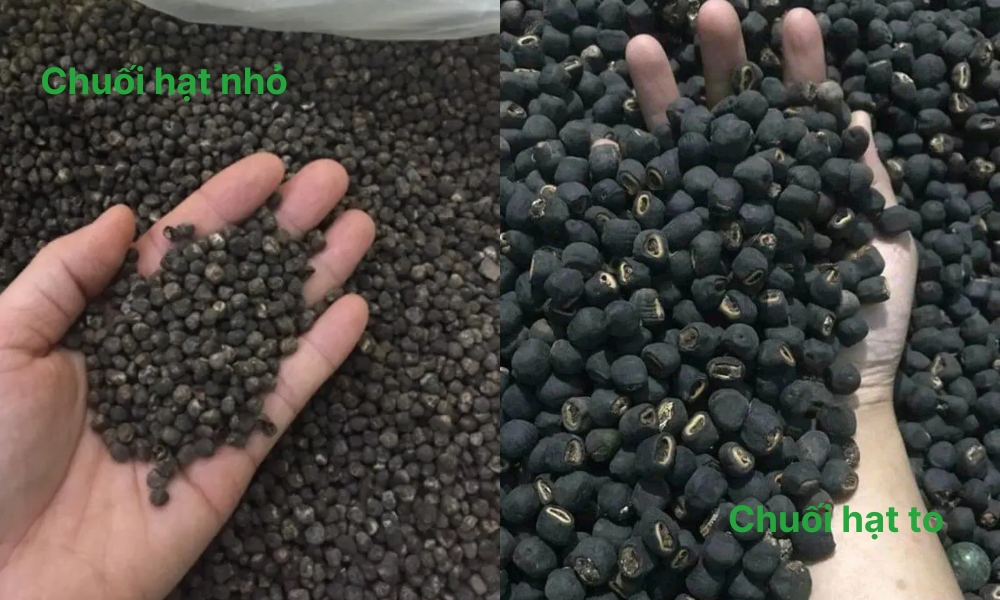Chuối hột hạt to và hạt nhỏ