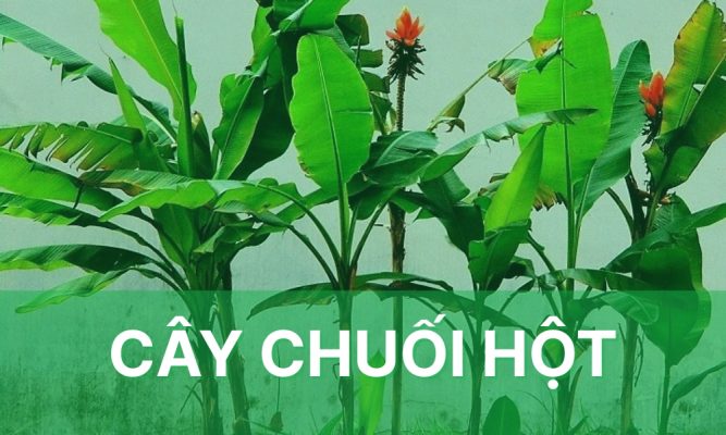 Cây chuối hột - tác dụng cách trồng và chăm sóc