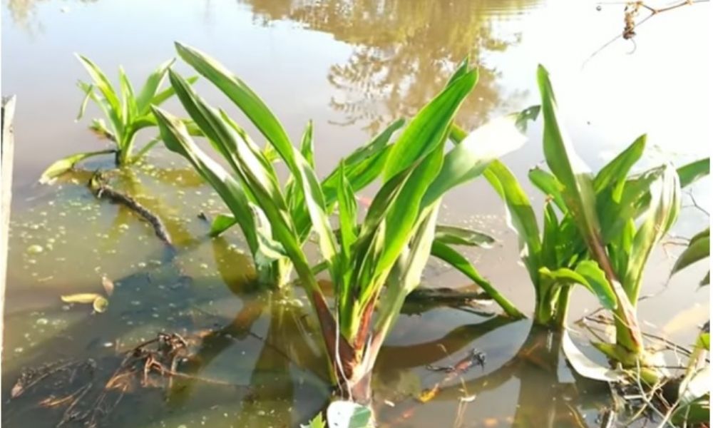 Cây chuối nước khác biệt với chuối thường ở điều kiện sống Cây chuối nước khác biệt với chuối thường ở điều kiện sống