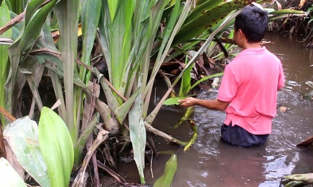 Cây chuối nước rất thích hợp trồng ở khu vực đất ngập nước Cây chuối nước rất thích hợp trồng ở khu vực đất ngập nước