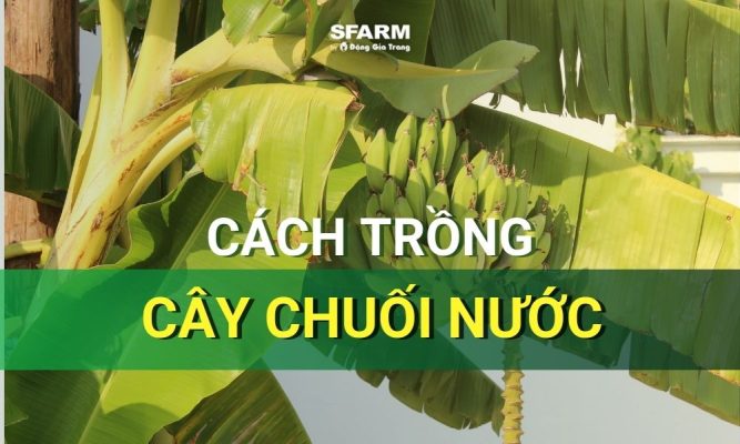 cây chuối nước