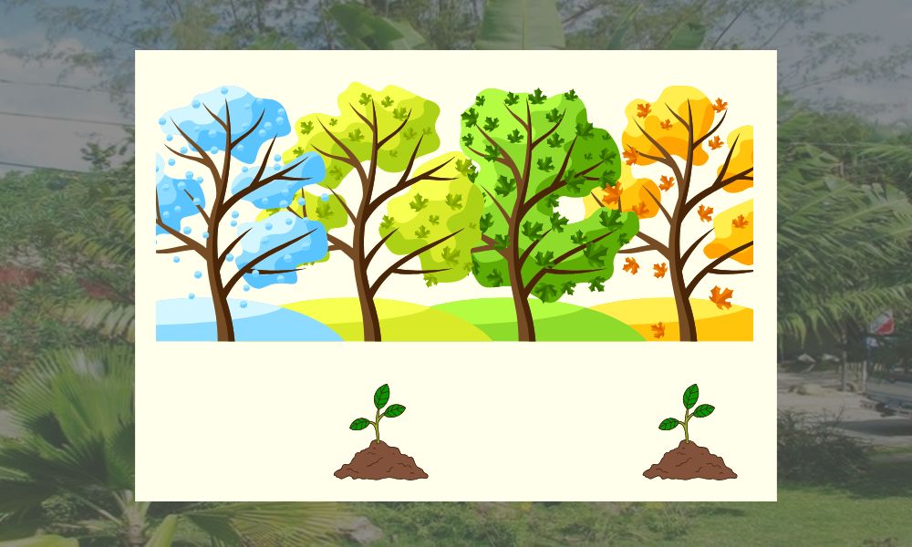 Giai đoạn phù hợp để nhân giống cây chuối rẻ quạt là vào mùa Xuân hoặc mùa Thu Giai đoạn phù hợp để nhân giống cây chuối rẻ quạt là vào mùa Xuân hoặc mùa Thu