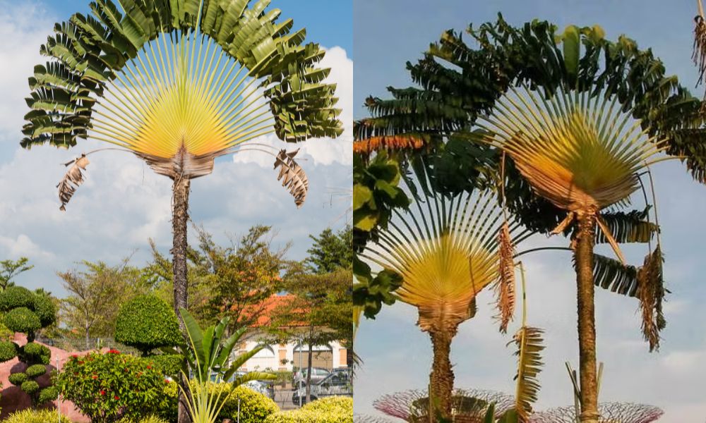 Cây chuối rẻ quạt dễ chăm, có thể phát triển cao lớn với tán lá rộng Cây chuối rẻ quạt dễ chăm, có thể phát triển cao lớn với tán lá rộng
