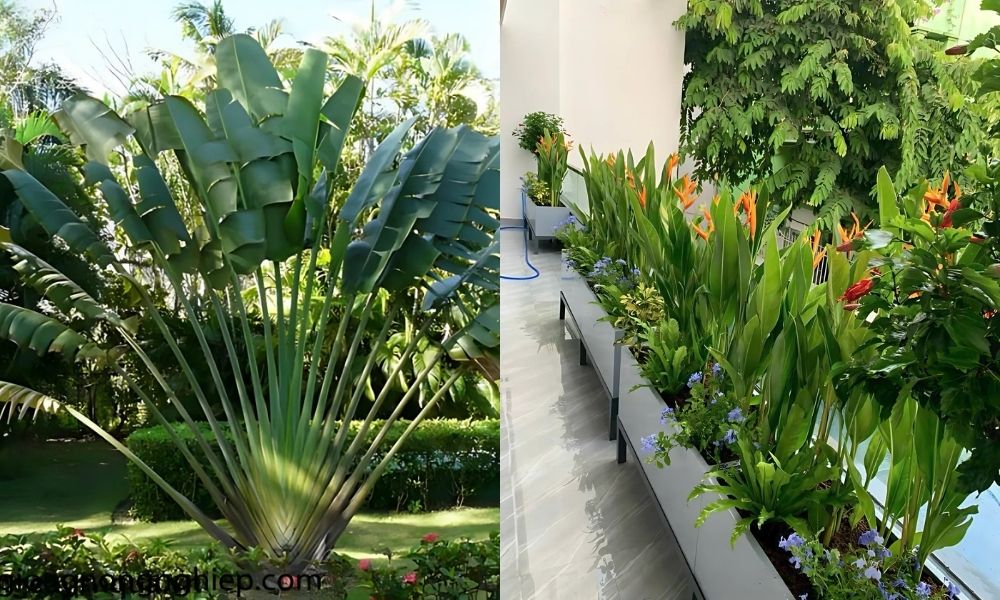Cây chuối quạt có hình dáng to lớn, vững chắc hơn dòng cây chuối khác Cây chuối quạt có hình dáng to lớn, vững chắc hơn dòng cây chuối khác