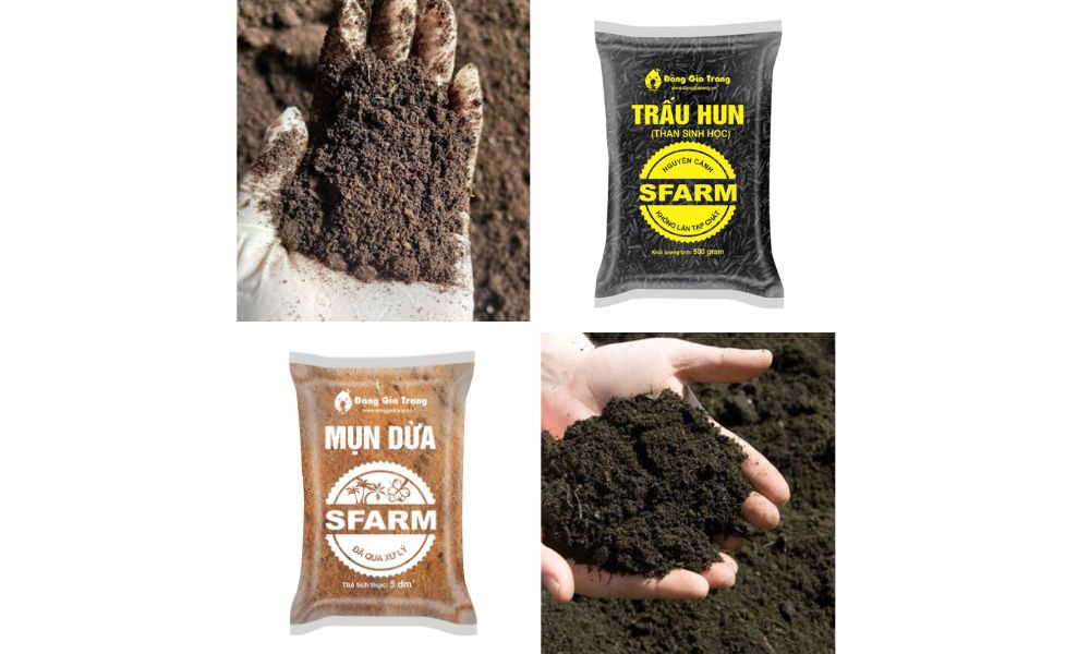 Chuẩn bị điều kiện đất trồng phù hợp sẽ giúp cây chuối rẻ quạt phát triển tốt Chuẩn bị điều kiện đất trồng phù hợp sẽ giúp cây chuối rẻ quạt phát triển tốt