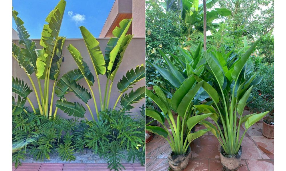 Trồng cây chuối rẻ quạt bằng cây con Trồng cây chuối rẻ quạt bằng cây con