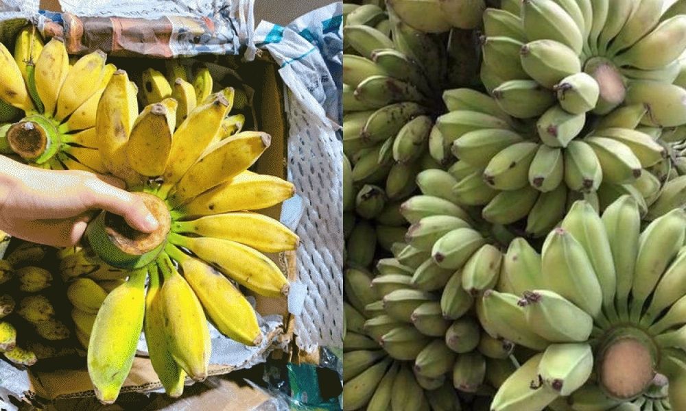 Nhận biết cây chuối sáp thông qua hình dáng của quả Nhận biết cây chuối sáp thông qua hình dáng của quả