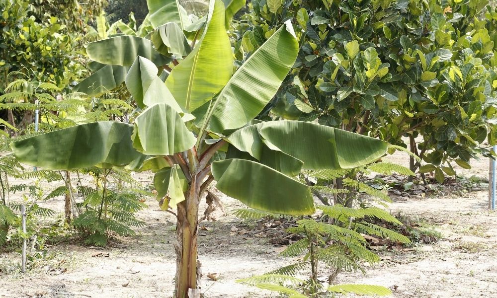 Nên chọn giống cây chuối sáp con chuẩn để cây khoẻ mạnh Nên chọn giống cây chuối sáp con chuẩn để cây khoẻ mạnh